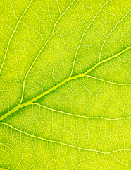 Green leaf with tree as abstract background.