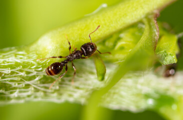 Ant on a green plant in nature.