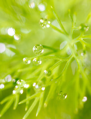 Drops of water on a green plant on nature.