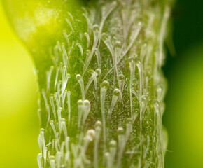Fototapeta na wymiar Stem on a green plant in nature.