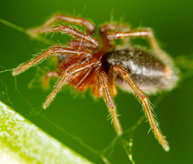 Spider on the hunt in nature.
