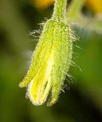 Closeup yellow tomato flower on nature.