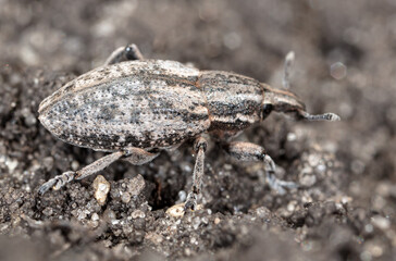 Close-up of a beetle on the ground