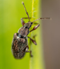 Beetle on a green plant in nature.