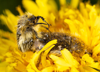 Closeup love beetles on a yellow flower in nature.