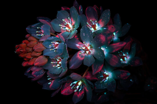 Black pearl lily under ultraviolet 5