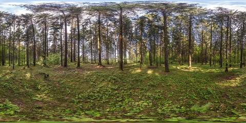 full spherical hdri panorama 360 degrees angle view in pinery forest in equirectangular projection....