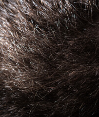 Close-up hair on the head as a background.