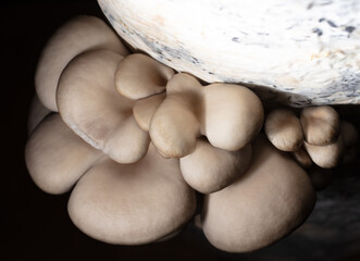 Close-up of oyster mushrooms on a farm.