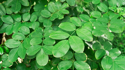 Fototapeta na wymiar Green leaves foliage pattern and textured