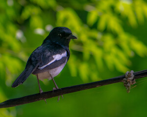 The Oriental magpie-robin bird in Uttarakhand, India.