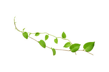 Twisted jungle vines liana plant with heart shaped green leaves isolated on white background,...
