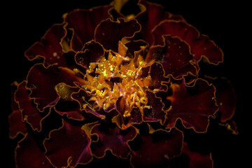 Marigold under ultraviolet 1