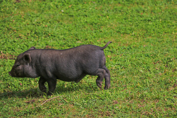 Small undersized black pig on a green lawn. Selective focus.