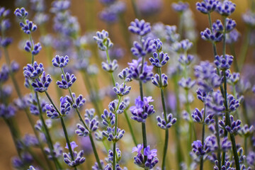 Obraz na płótnie Canvas The lavender field is beautifully purple.