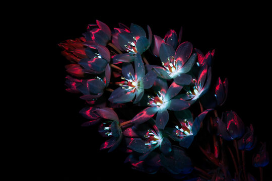 Black pearl lily under ultraviolet 4