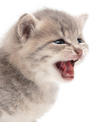 Portrait of a little kitten isolated on a white