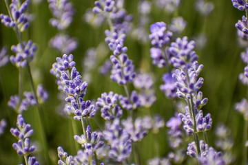 The lavender field is beautifully purple.