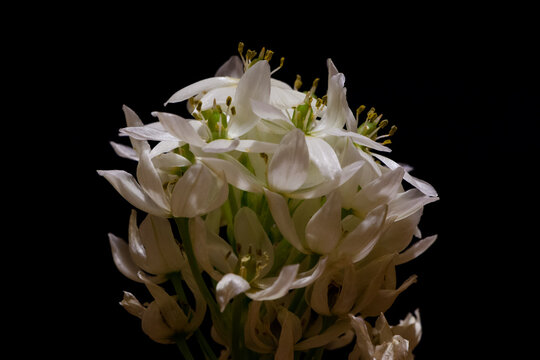 Black pearl lily 2