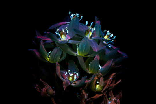 Black pearl lily under ultraviolet 5