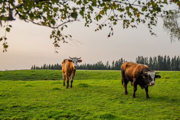 Kühe auf einem Feld bei Saulgrub