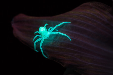 Garden spider under UV 1