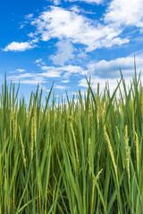 すくすく育つ稲と青空と入道雲
