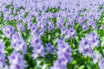 夏の青空とホテイアオイ