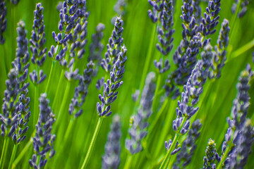 The lavender field is beautifully purple.