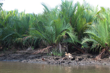 Duck in the river with sago palm
