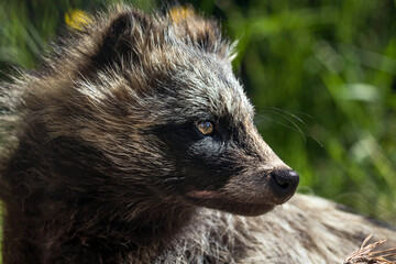 Naklejka premium portrait of a racoon dog 