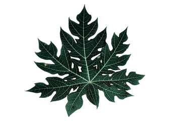 Dark green leaves with clipping path.