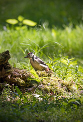great spotted woodpecker in the grass 