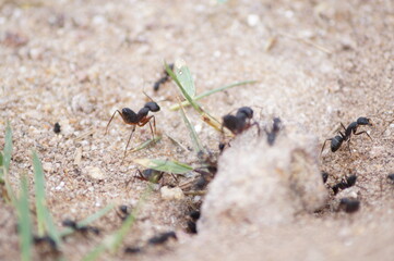 ants on the ground