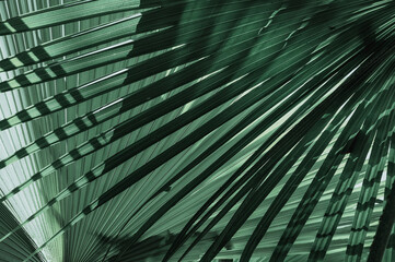 line of palm leaves tropical style tones.