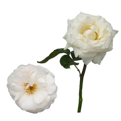 set of beautiful, delicate white rose buds on a white background