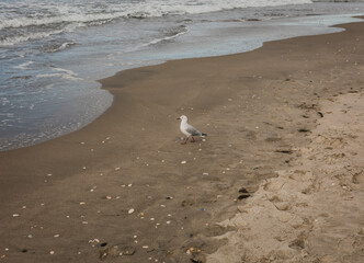 seagull exploring beautiful beach