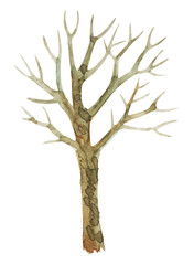 Fototapeta premium Watercolor drawing of a tree without leaves. Isolated on white background.