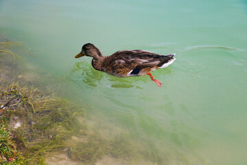 Duck swims in the lake. Wildlife. Selective focus.