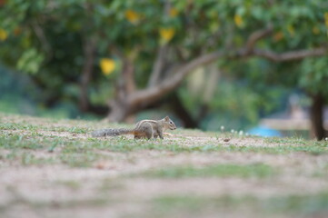 squirrel on the ground