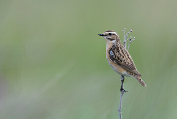 Whinchat - Saxicola rubetra, beautiful colored perching bird from European meadows and grasslands, Pag island, Croatia.