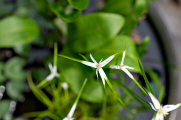 Starrush whitetop (Rhynchospora colorata) in blooming in Japan