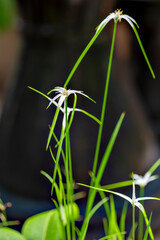 Starrush whitetop (Rhynchospora colorata) in blooming in Japan