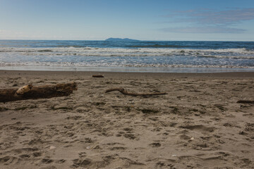 Driftwood found on beautiful beach on a summers day