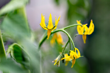 Tomato flowers in full blooming in Japan