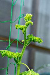 Symptoms of a virus disease on melon in Japan.  Not identified but most likely by melon necrotic...