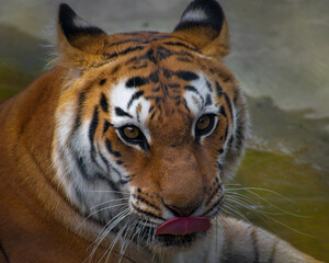 Indian Tiger at Uttarakhand, India.