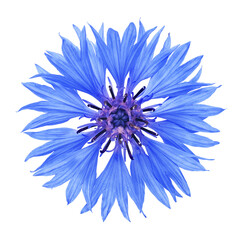 Cornflower flower isolated on white background.