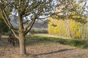 Evening light landscape of fall or autumn leaves on trees on a farm at Waboomskraal, South Africa, showing grazing for animals.