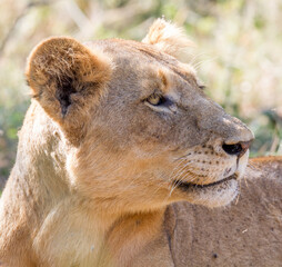 Portrait of a lioness  Kruger Park